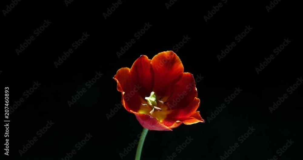Timelapse of red tulip flower blooming on black background Timelapse of red tulip flower blooming on black background