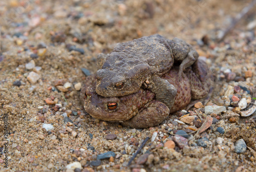 Coupling frogs on sand-gravel path 