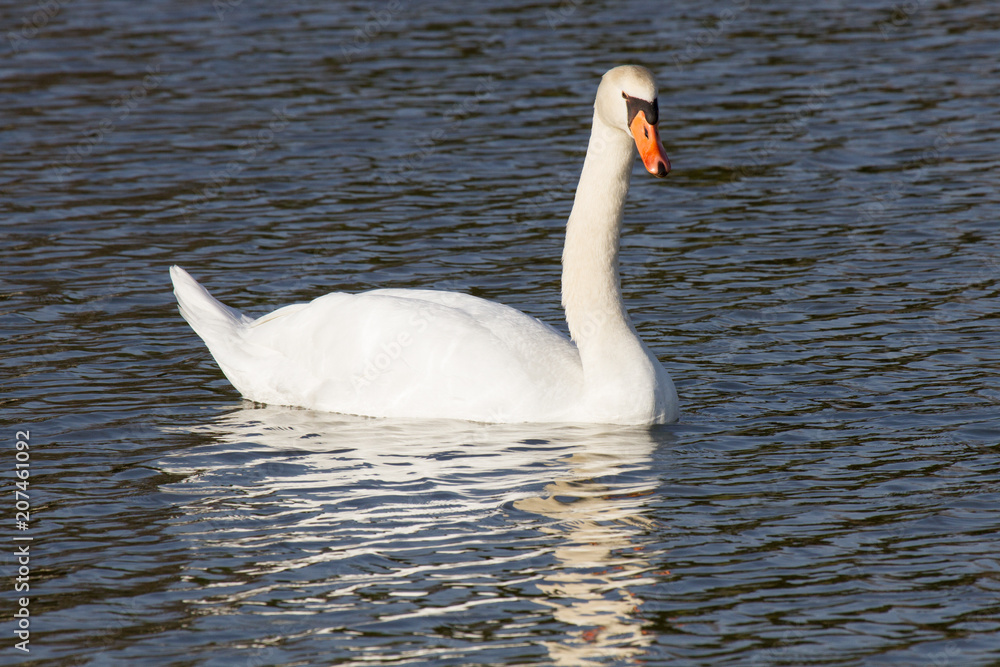Fototapeta premium Höckerschwan