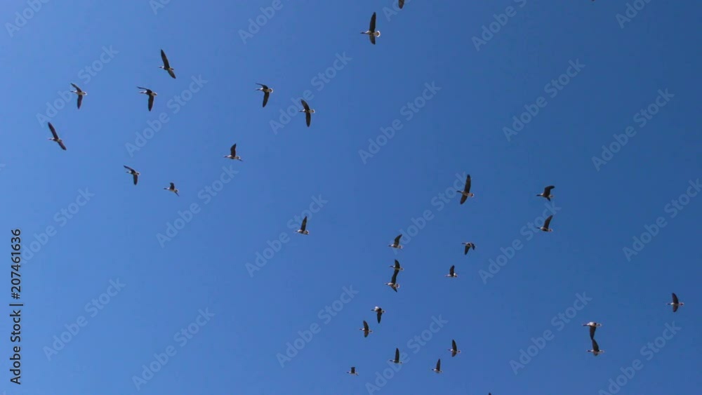 Flock of Wild geese are flying. The wedge of wild migratory birds in flight. Flock of Wild geese are flying. The wedge of wild migratory birds in flight.