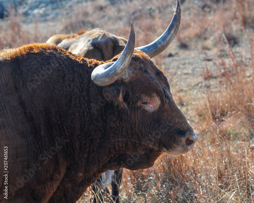 Longhorn Bull