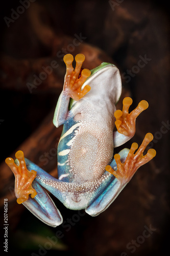 Red-eyed tree frog climbing on the glass and shows her tummy