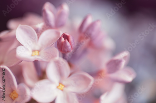 Bouquet of lilac flowers  soft  watercolor and out of focus