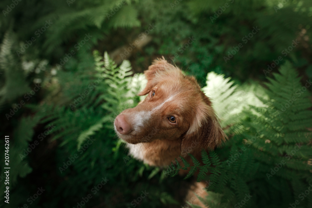 dog in the forest sits in a fern. Pet on the nature. Nova Scotia Duck Tolling Retriever, Toller