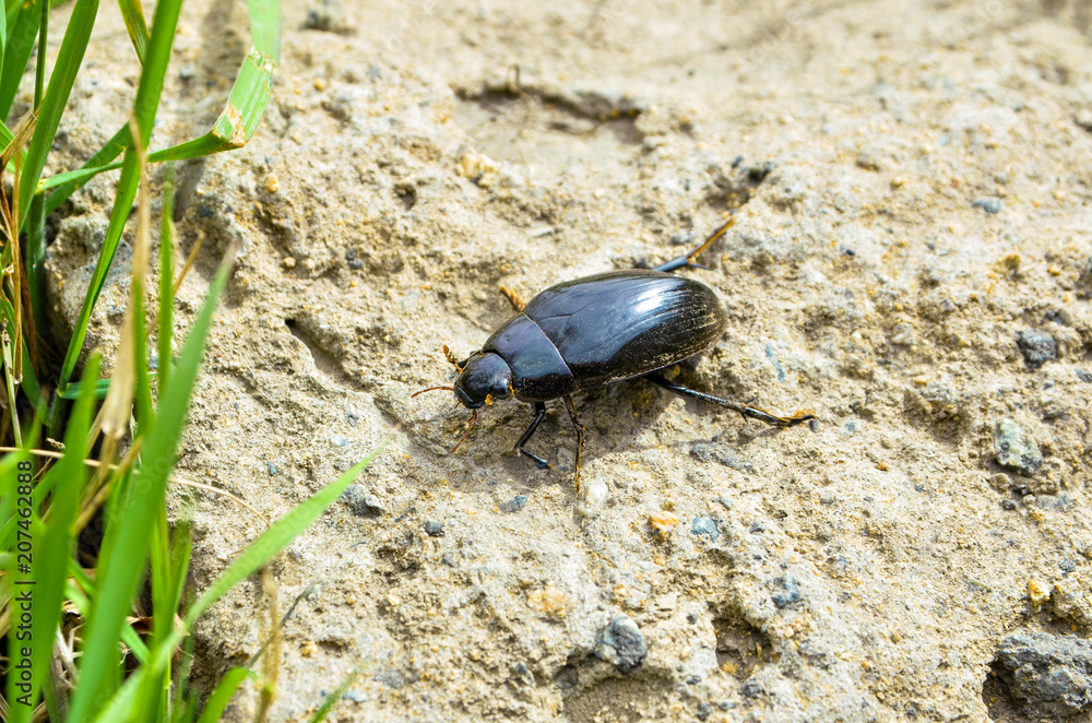 spring May beetle creeps along the sand to the grass spring May beetle creeps along the sand to the grass