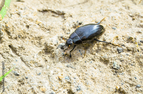 spring May beetle creeps along the sand to the grass