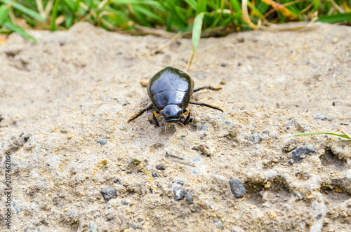 spring May beetle creeps along the sand to the grass