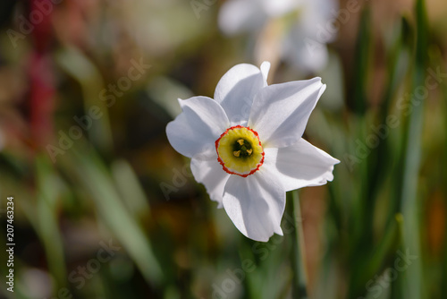 Fototapeta Naklejka Na Ścianę i Meble -  Beautiful narcissus flower with white petals and a yellow corpuscle with a red border bloomed.