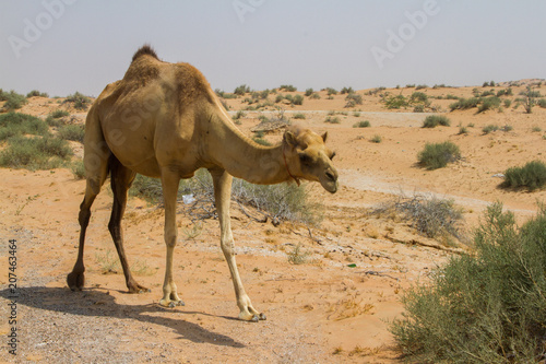 Camel eating in the roadside  ras al khaima  uae