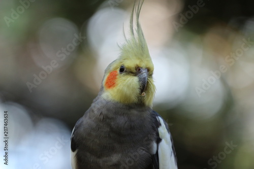 Face portrait of a Cockatiel Bird / Australian Pet Bird 