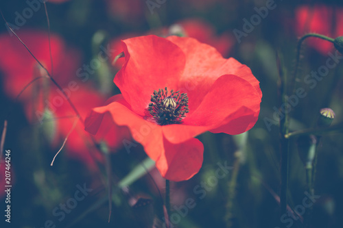 Fototapeta Naklejka Na Ścianę i Meble -  Poppies flower blossom. Beautiful wild field of red poppies with selective focus.