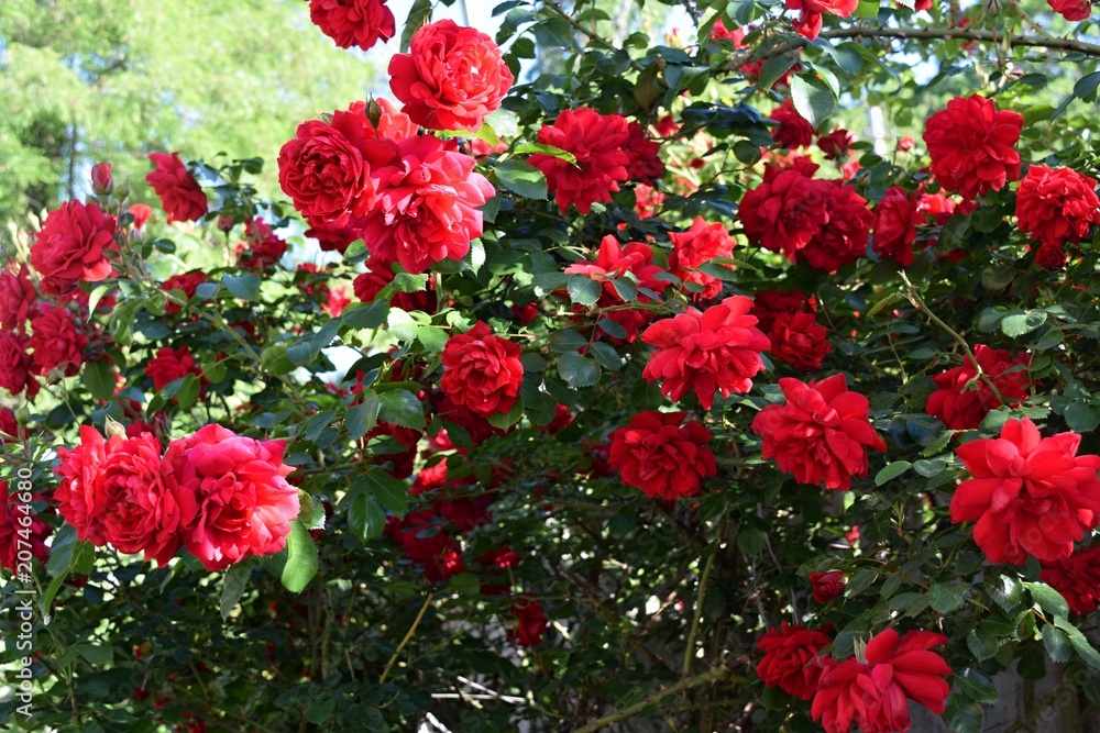 Bush of roses Bush of roses