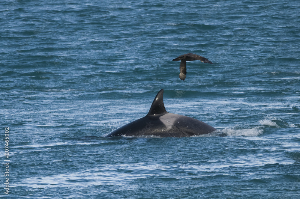 Fototapeta premium Orca attacking sea lions, Patagonia Argentina