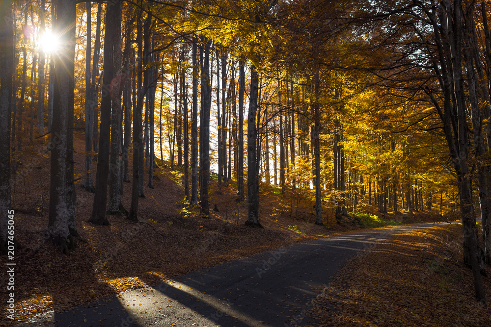 Fototapeta premium Colorful trees and rural road in deep autumn forest, natural background. Autumn, fall scene. Autumnal landscape with empty countryside road and colored trees. Sun shining through the trees. 