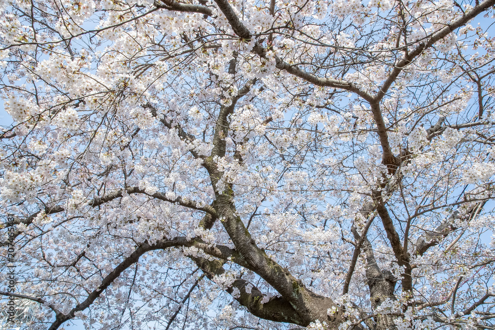 Japanese Sakura cherry blossom in spring season Japanese Sakura cherry blossom in spring season
