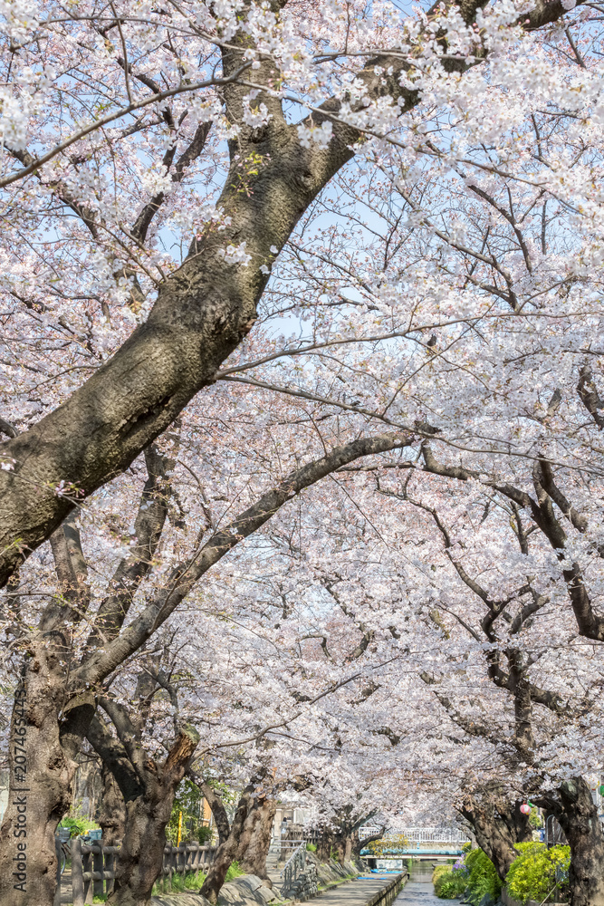 Japanese Sakura cherry blossom with small canal in spring season Japanese Sakura cherry blossom with small canal in spring season