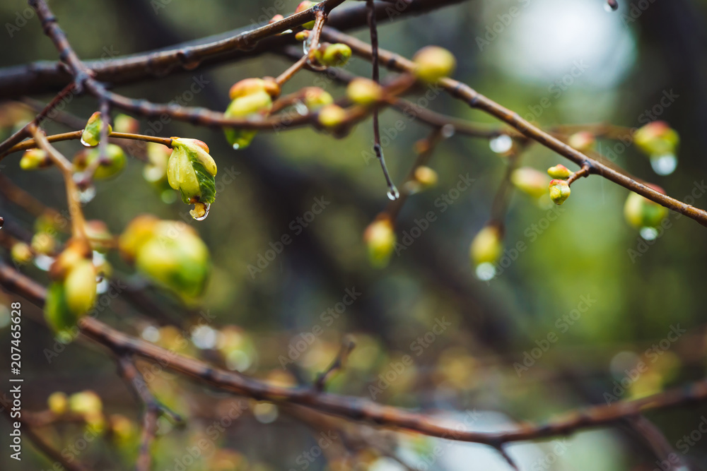 Beautiful linden branches with flowering buds close-up in rain spring time. Picturesque branches of tree in rain weather. Colorful background of buds of leaves of linden with rain drops. Beautiful linden branches with flowering buds close-up in rain spring time. Picturesque branches of tree in rain weather. Colorful background of buds of leaves of linden with rain drops.