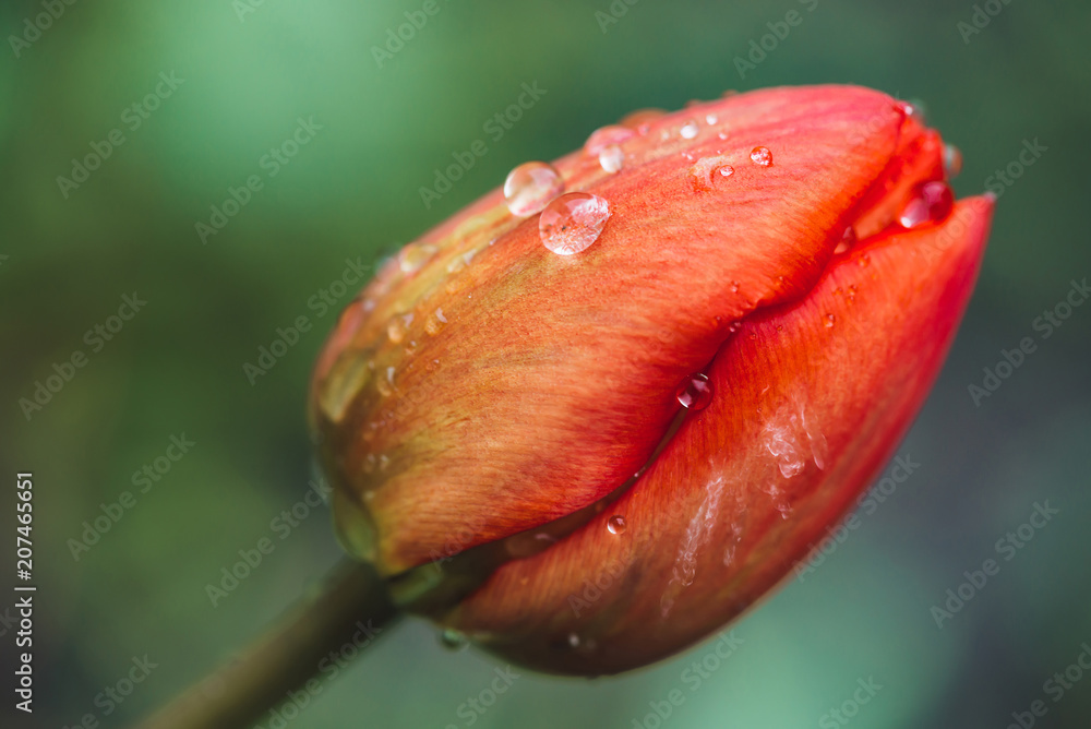 Beautiful gentle unopened pink tulip, covered with raindrops close-up in vintage. Textured background of cute red flower with dewdrops. Harmonic combination of drops on gentle petals in macro. Beautiful gentle unopened pink tulip, covered with raindrops close-up in vintage. Textured background of cute red flower with dewdrops. Harmonic combination of drops on gentle petals in macro.