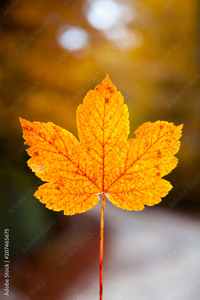 Obraz premium Close-up of maple autumn leaf
