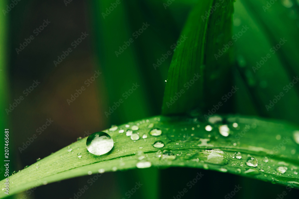 Beautiful vivid shiny green grass with dew drops close-up with copy space. Pure, pleasant, nice greenery with rain drops in sunlight in macro. Background from green textured plants in rain weather. Beautiful vivid shiny green grass with dew drops close-up with copy space. Pure, pleasant, nice greenery with rain drops in sunlight in macro. Background from green textured plants in rain weather.