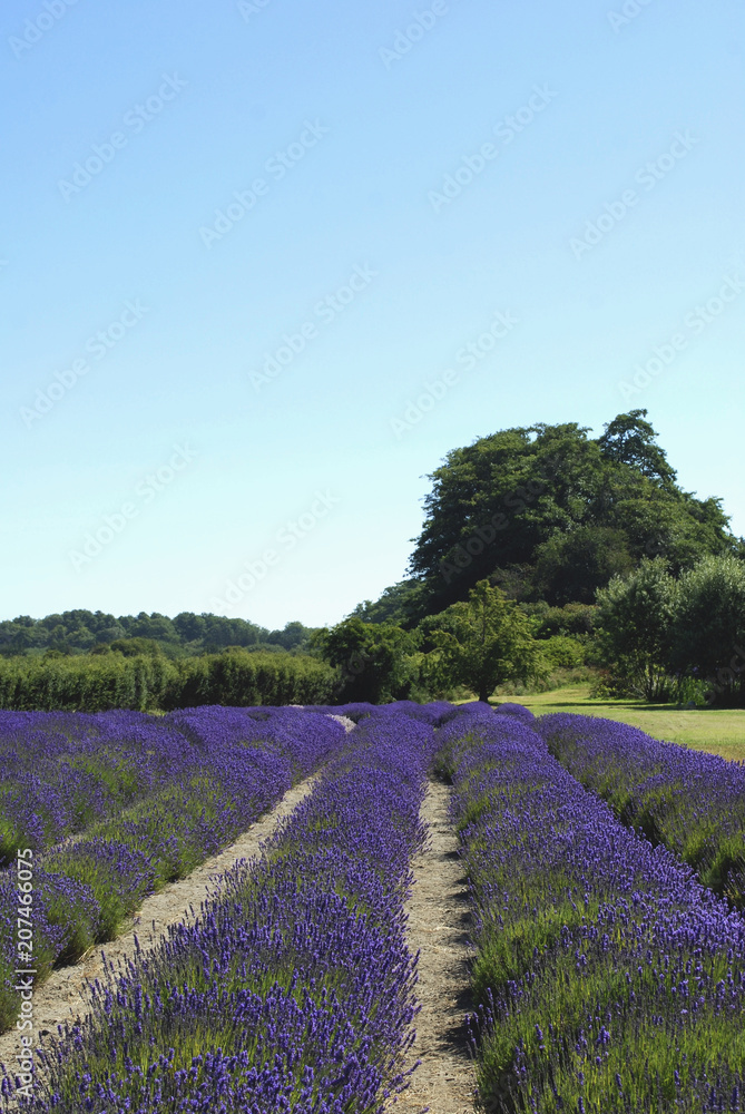 Fototapeta premium Blooming Field of Lavender