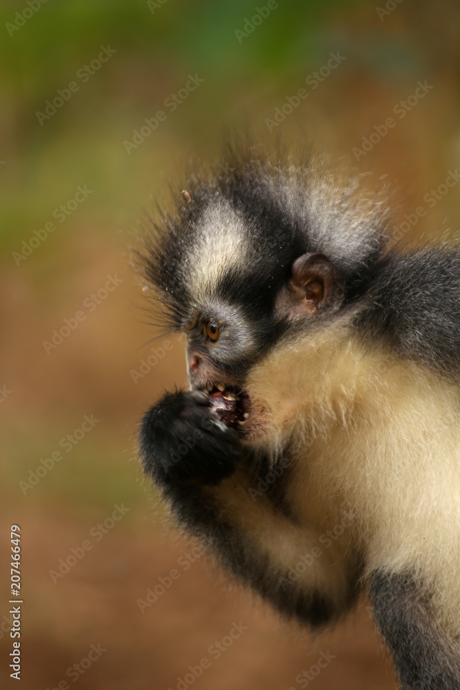 Thomas-Langur im Dschungel von Sumatra Thomas-Langur im Dschungel von Sumatra