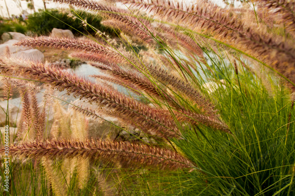 Fototapeta Pennisetum setaceum (Foxtail fountain grass) on a sunny day with small pond behind