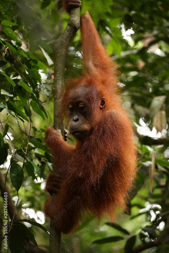 Obraz premium Orang-Utan auf Sumatra