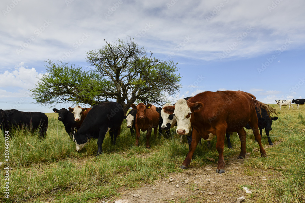 Steers fed on pasture, La Pampa, Argentina Steers fed on pasture, La Pampa, Argentina