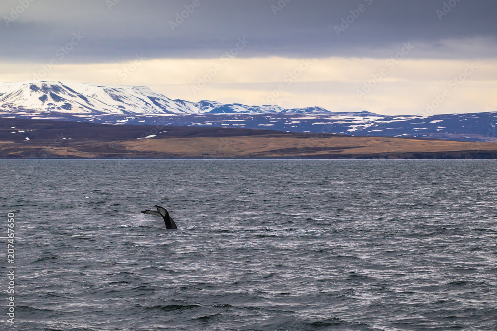 Obraz premium Husavik - May 07, 2018: Humpback whale in a whale-watching tour in Husavik, Iceland
