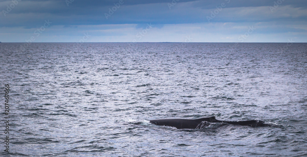 Obraz premium Husavik - May 07, 2018: Humpback whale in a whale-watching tour in Husavik, Iceland