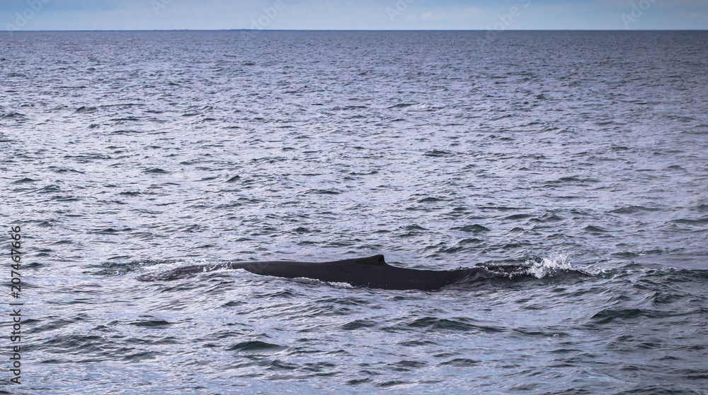 Fototapeta premium Husavik - May 07, 2018: Humpback whale in a whale-watching tour in Husavik, Iceland