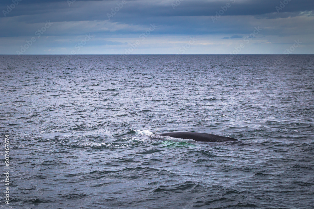 Fototapeta premium Husavik - May 07, 2018: Humpback whale in a whale-watching tour in Husavik, Iceland
