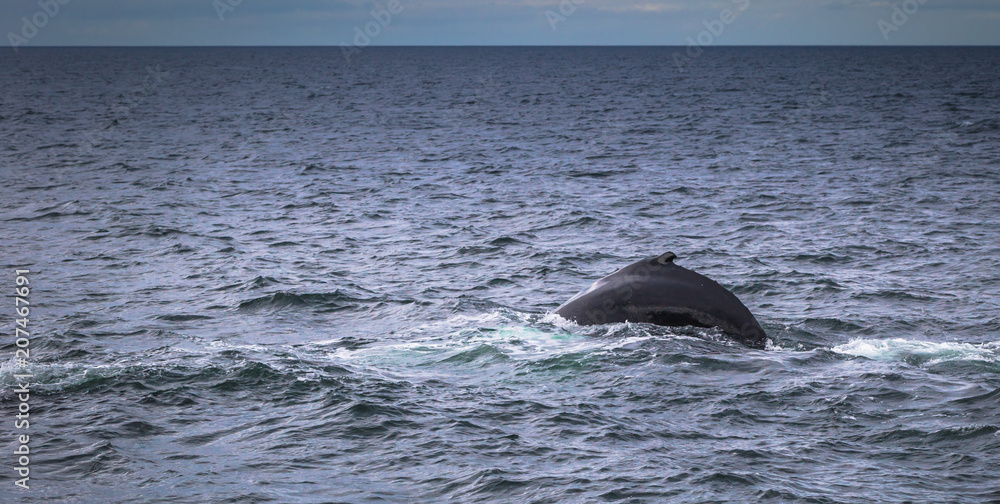 Fototapeta premium Husavik - May 07, 2018: Humpback whale in a whale-watching tour in Husavik, Iceland