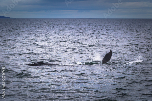 Husavik - May 07, 2018: Humpback whale in a whale-watching tour in Husavik, Iceland
