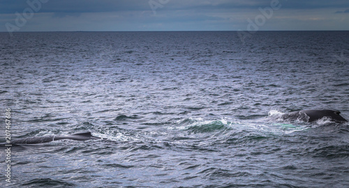 Husavik - May 07  2018  Humpback whale in a whale-watching tour in Husavik  Iceland