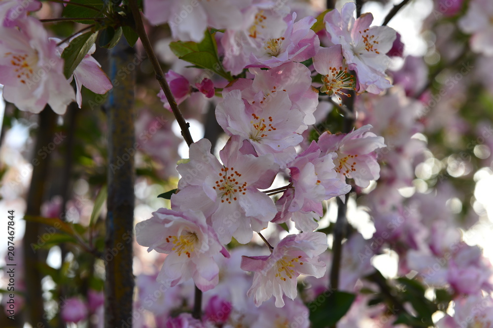 Chinese flowering crab-apple in spring Chinese flowering crab-apple in spring