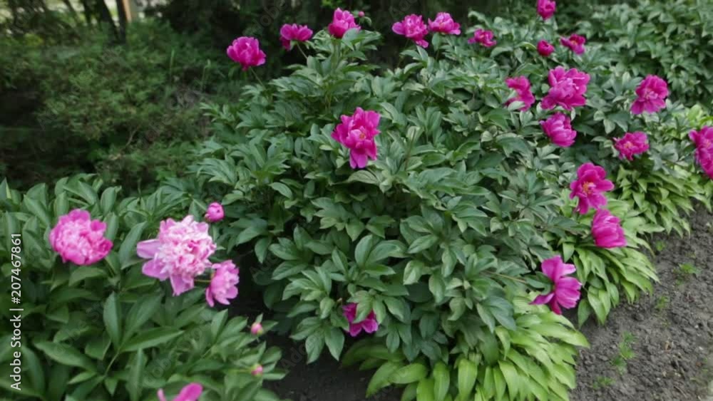 Beautiful pink peonies blossom on the flower garden of the botanical garden. Beautiful pink peonies blossom on the flower garden of the botanical garden.