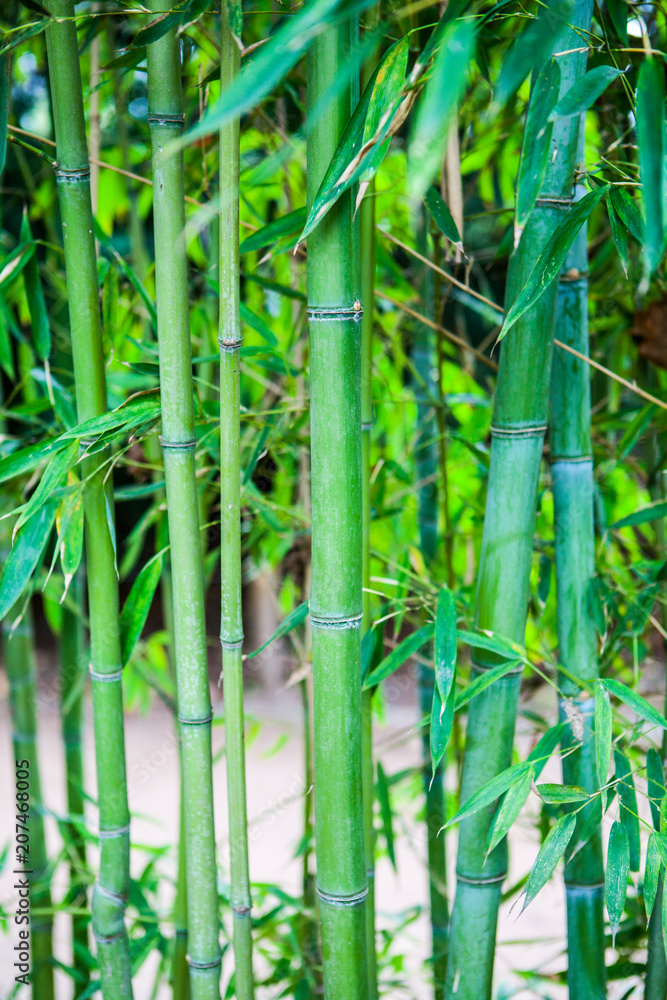 Bamboo. Green bamboo forest. Bamboo stick. bamboo background Stock