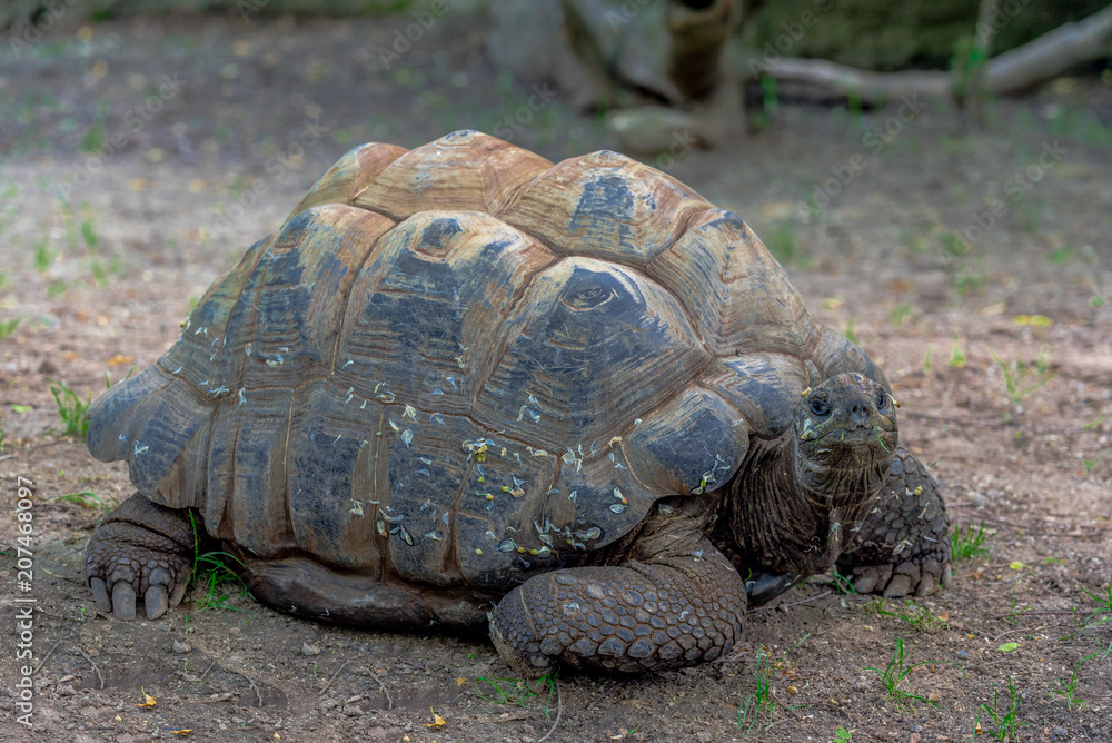 Earth Tones on a Large Tortoise on the Ground Earth Tones on a Large Tortoise on the Ground