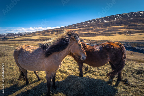 Icelandic wilderness - May 06, 2018: Icelandic horses in the wilderness of Iceland