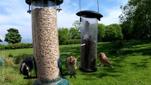 Lesses Redpol feeding from a Tube peanut seed Feeder at a bird table photo