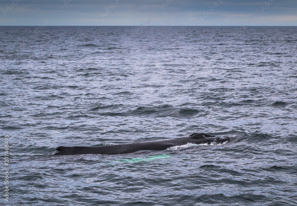 Fototapeta premium Husavik - May 07, 2018: Humpback whale in a whale-watching tour in Husavik, Iceland