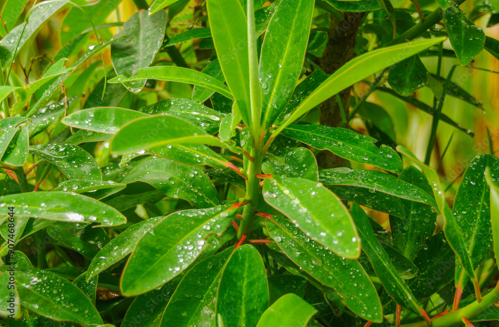 Fototapeta premium Close up of selective focus of green leaf with water drop on nature background