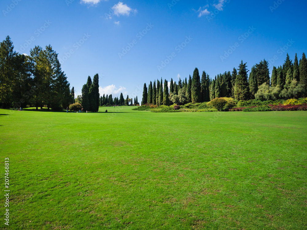 Large green lawn at the edge of the forest. Large green lawn at the edge of the forest.
