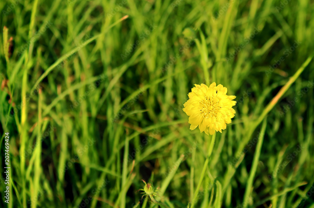 Bright yellow summer Dandelion against a green background Bright yellow summer Dandelion against a green background