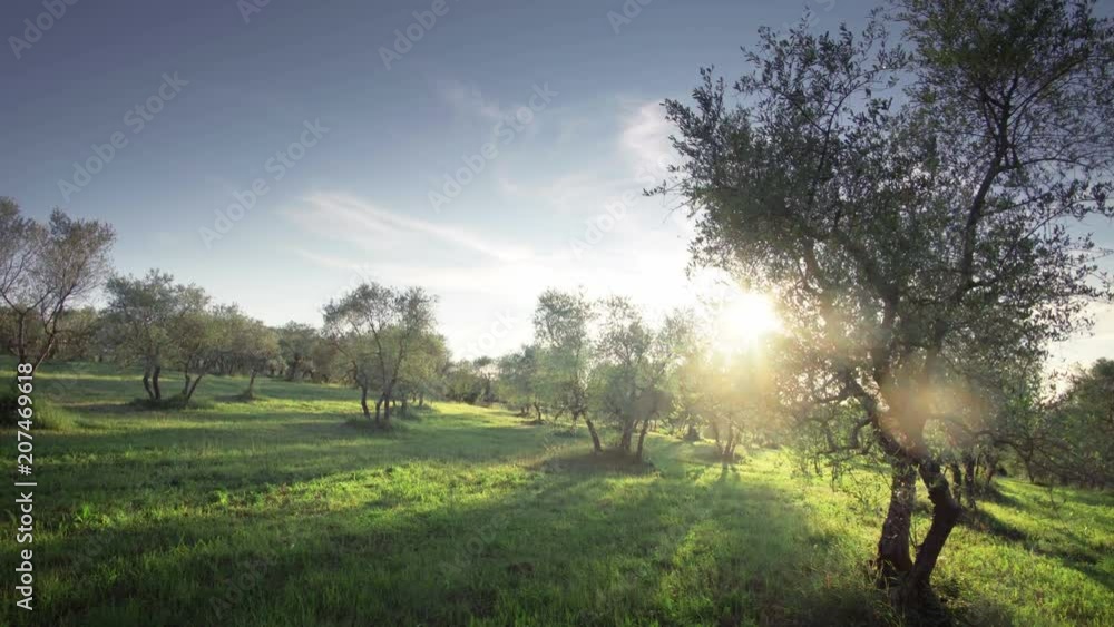 Olive tree garden in Tuscany Italy