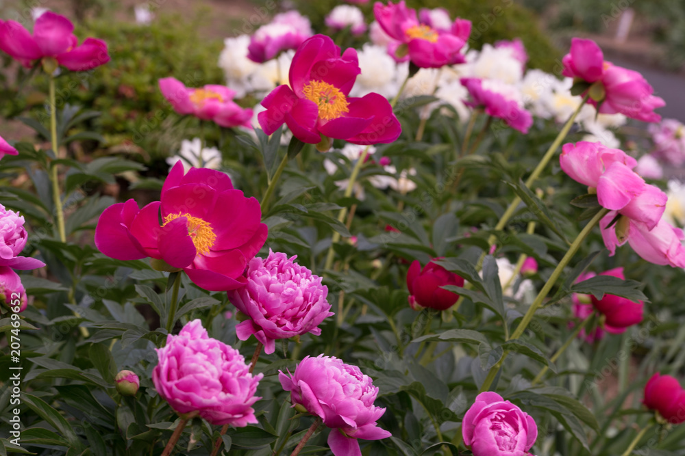 花々（春〜初夏）