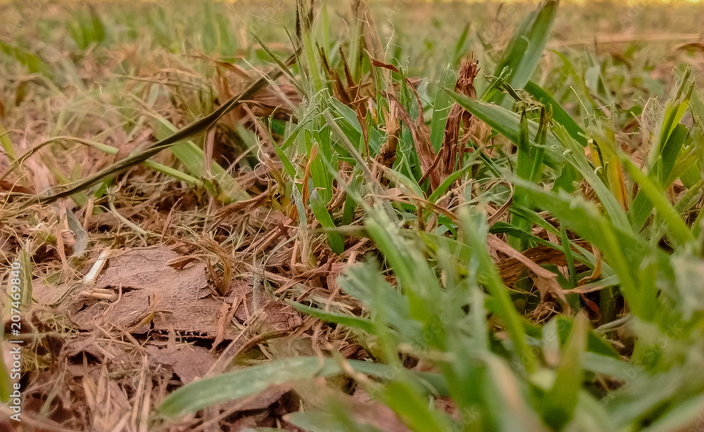 Grass close up Grass close up