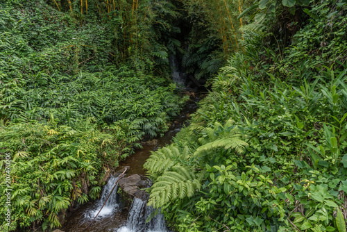 Rainforest at the Akaka Falls state park on the Big Island of Hawaii